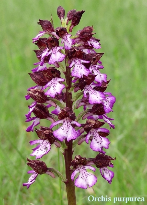 Orchis xhybrida (Orchis militaris x Orchis purpurea) altopiani abruzzesi - giugno 2018